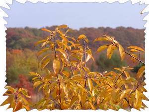 Conservation area next to our house with trails