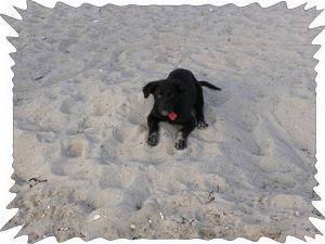 A puppy on Bayview Beach