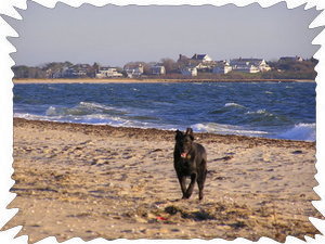 Craigville Beach is 3 miles away